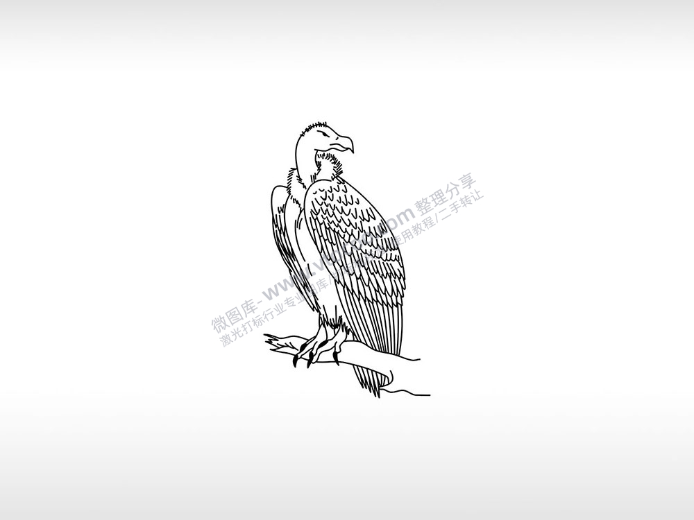 秃鹫腐肉黑暗秃顶AI8.0格式激光打标文件通用矢量图