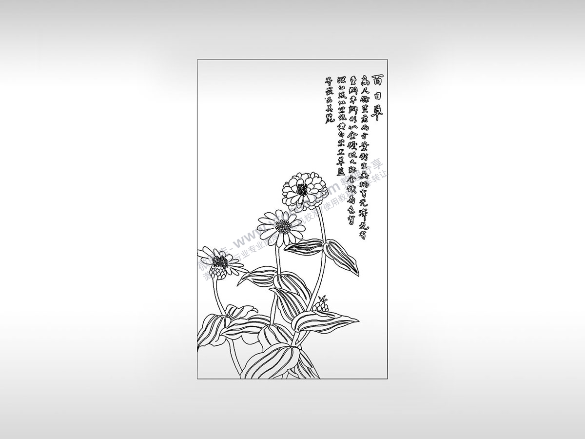 百日草步步高天长地久坚韧持久植物PLT格式激光打标文件通用矢量图