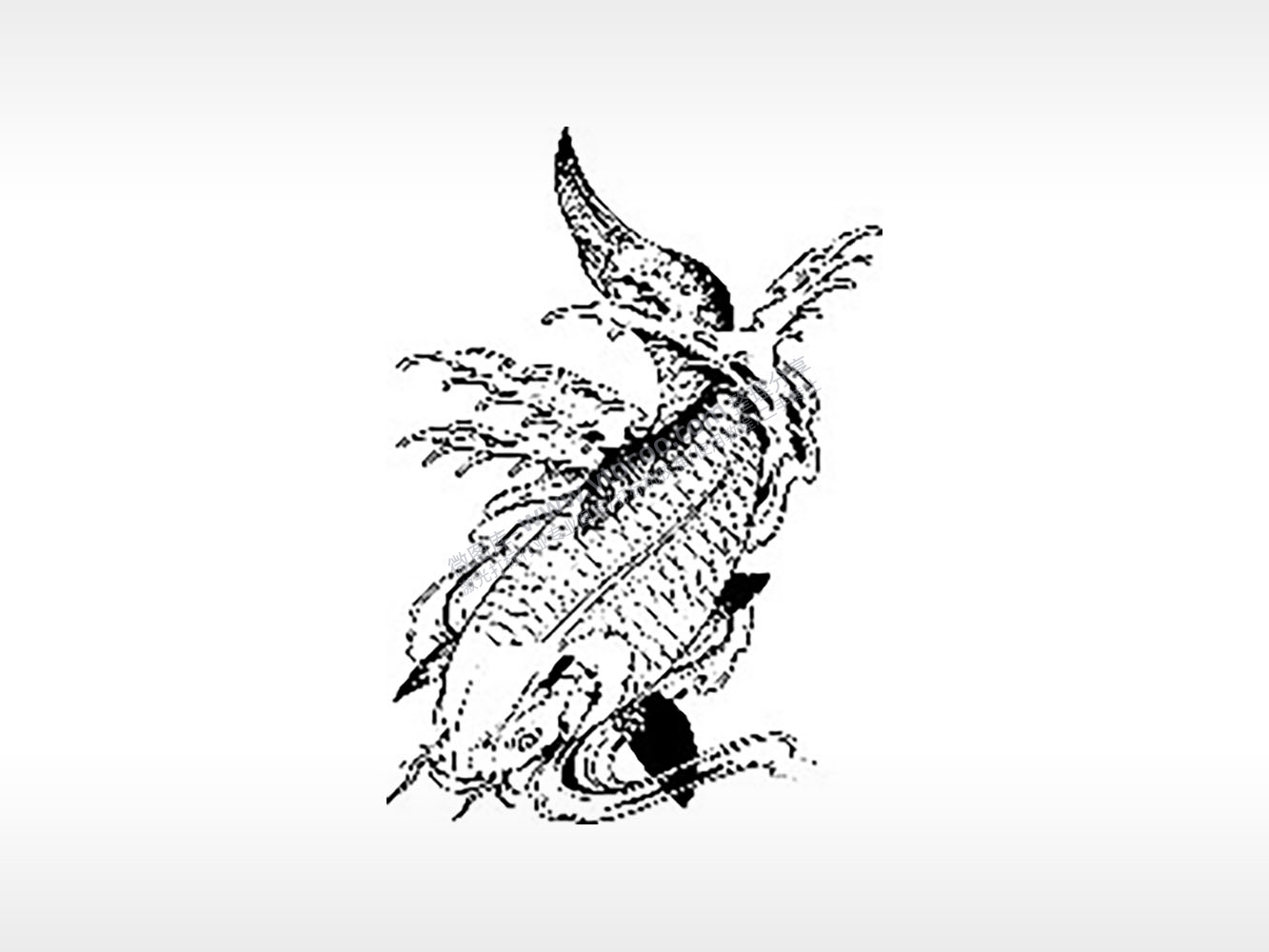 吉祥锦鲤好运莲花荷塘飞禽走兽PLT格式激光打标文件通用矢量图